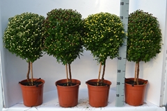 Chrysanth Mix 21Ø 65cm