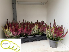 Calluna Garden Girls Quattro Girls Mix In Pot 11Ø 20cm