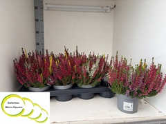 Calluna Vulgaris Beauty Ladies High Five Mix 11Ø 22cm