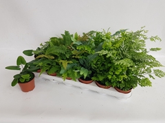 Ferns Mix 8Ø 20cm