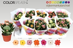 Kalanchoe Double Mix 10Ø 20cm