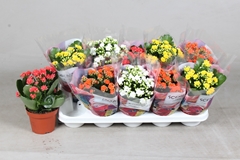 Kalanchoe Double Mix 12Ø 21cm