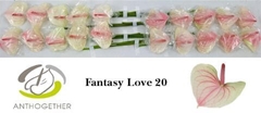 Anthurium Fantasy Love 9cm Hd