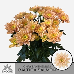 Chrysanth Spray Baltica Salmon 70cm 60gr.