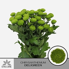 Chrysanth Spray Deligreen 70cm 55gr.