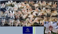 Cymbidium Mrs. Sugar Lee 80cm