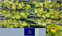 Cymbidium King August 80cm