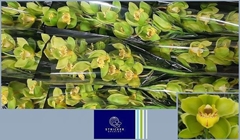 Cymbidium King August 60cm