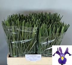 Iris New Magic 60cm 44gr.