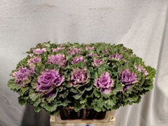 Brassica Empire Ksenia 70cm
