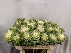 Brassica Crane Feather Snow 70cm