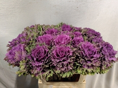 Brassica Altair 70cm
