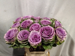 Brassica Crane Pink 60cm