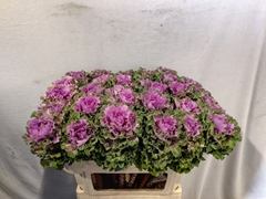 Brassica Empire Bogdana 70cm