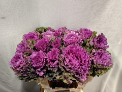 Brassica First Lady 60cm