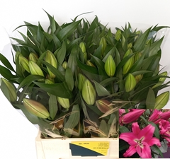 Lily Oriental Corvette 65cm 2+