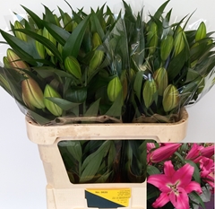 Lily Oriental Corvette 75cm 2+