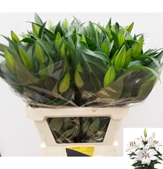 Lily Oriental Zambesi 85cm 3+