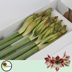 Hippeastrum Ambiance 80cm