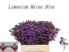 Limonium Maine Blue 60cm 25gr.