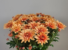 Chrysanth Spray Cantaloupe 70cm 105gr.