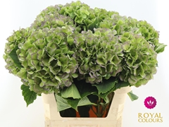 Hydrangea Verena Blue Classic 80cm 20-22cm Hd