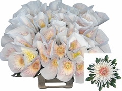 Chrysanth Single Spider Spivio 80cm 135gr.