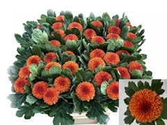 Chrysanth Single Kiev Bicolour 80cm 80gr.