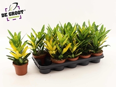 Codiaeum Small Leaf Sunny Star 12Ø 33cm