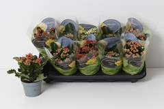 Kalanchoe Double Perfecta Mix 10Ø 22cm