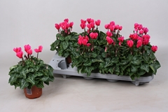 Cyclamen Super Serie Verano 10Ø 20cm
