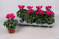 Cyclamen Super Serie Verano 10Ø 20cm
