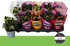 Kalanchoe Double Perfecta Mix 10Ø 24cm
