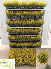 Calluna Vulgaris Skyline Miami 12Ø 25cm