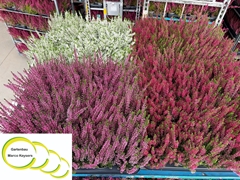 Calluna Vulgaris Garden Girls Nexxt Mix 11Ø 20cm