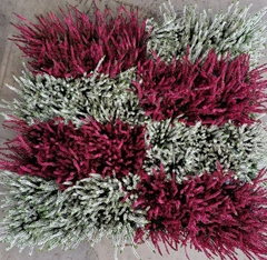 Calluna Callu Nova Mix 12Ø 25cm