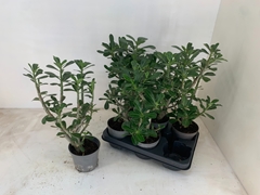 Adenium Obesum Anouk 13Ø 35cm
