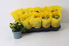 Kalanchoe Double Perfecta Yellow 12Ø 22cm
