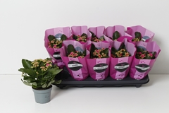 Kalanchoe Double Perfecta Purple 10Ø 24cm
