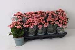 Kalanchoe Double Perfecta Pink 12Ø 24cm