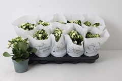 Kalanchoe Double Perfecta White 12Ø 24cm