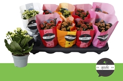 Kalanchoe Double Perfecta Mix 10Ø 24cm
