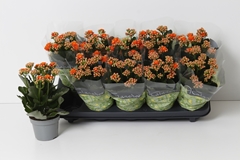 Kalanchoe Double Perfecta Orange 10Ø 27cm