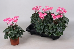 Cyclamen Persicum Metis Indiaka Salmon 10Ø 20cm