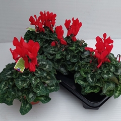 Cyclamen Midi Super Serie Macro 12Ø 30cm