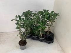 Adenium Obesum Anouk 13Ø 37cm