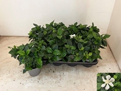 Gardenia 13Ø 27cm
