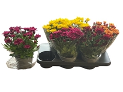 Chrysanth Double Mix 15Ø 30cm
