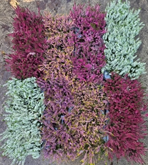 Calluna Mix 5 Colours 9Ø 15cm