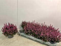 Calluna Callu Nova Rosa 10Ø 20cm